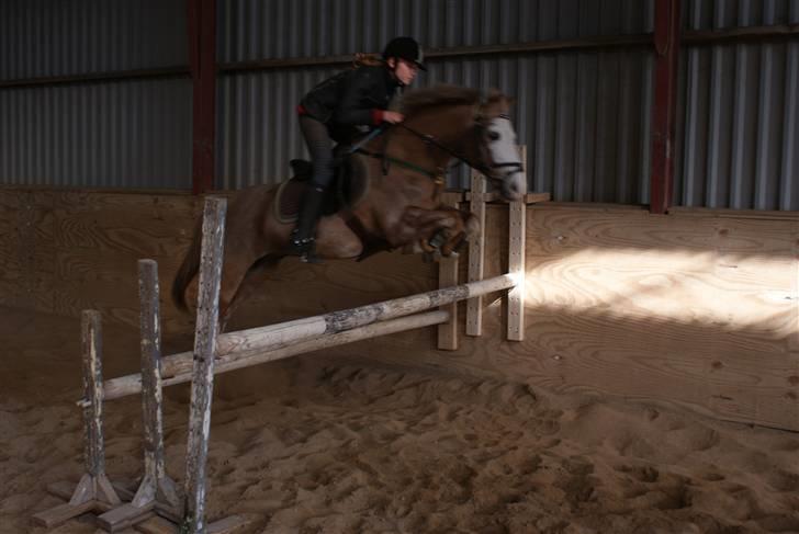 Anden særlig race Bacardi *tidl. hest - Sej pony!  billede 9