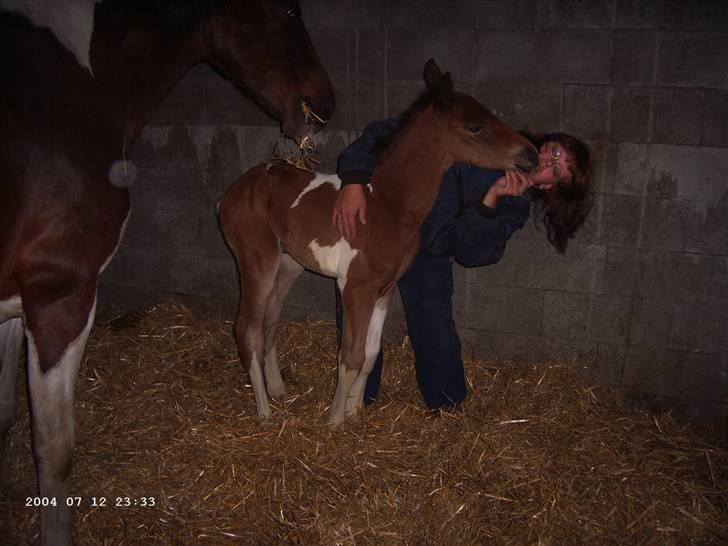 Pinto Hededahls Lacour billede 2