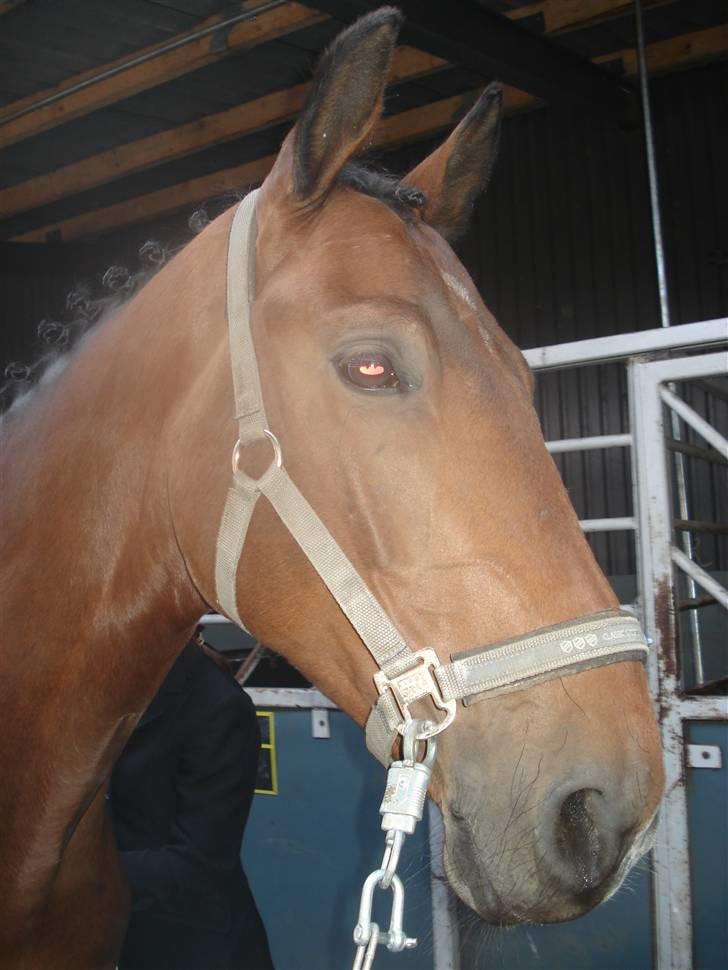 Dansk Varmblod Poseidon - venter tålmodig på en staldgang billede 14