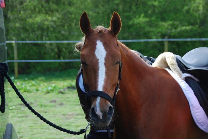 DSP Lintrupgaard Cavito - 9: cavitobaby i:  billede 9