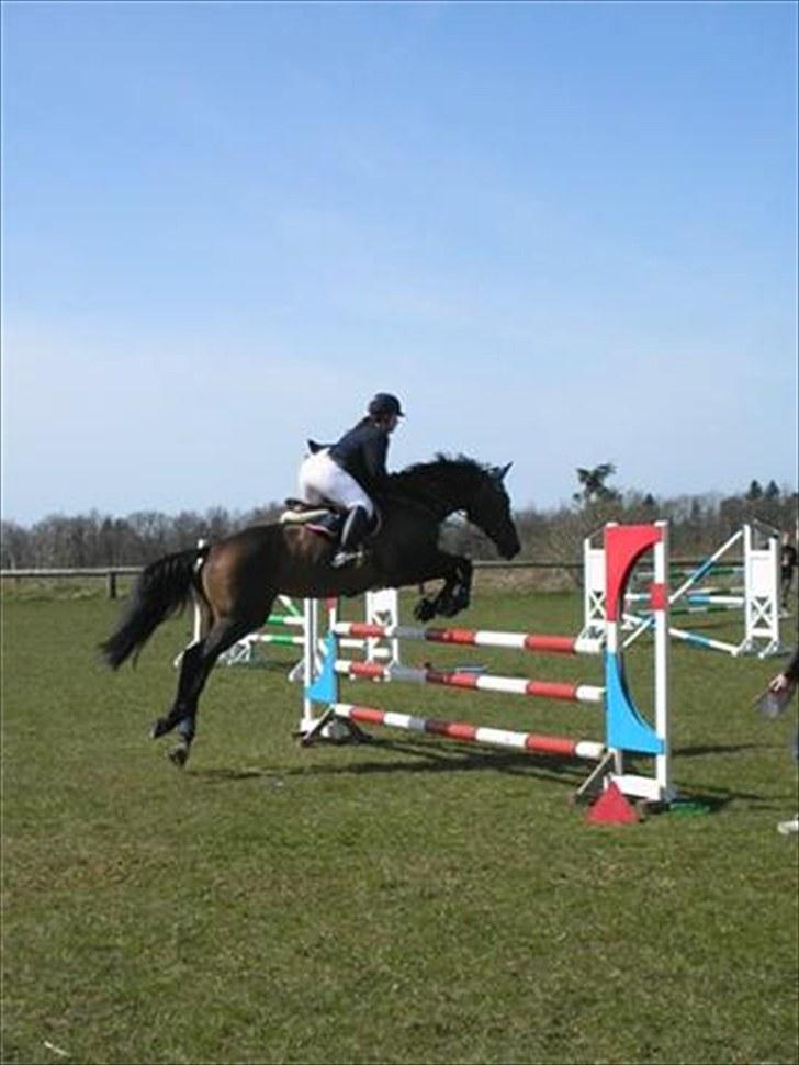 Holstener liva ( solgt ) - Lc Hodsager billede 3