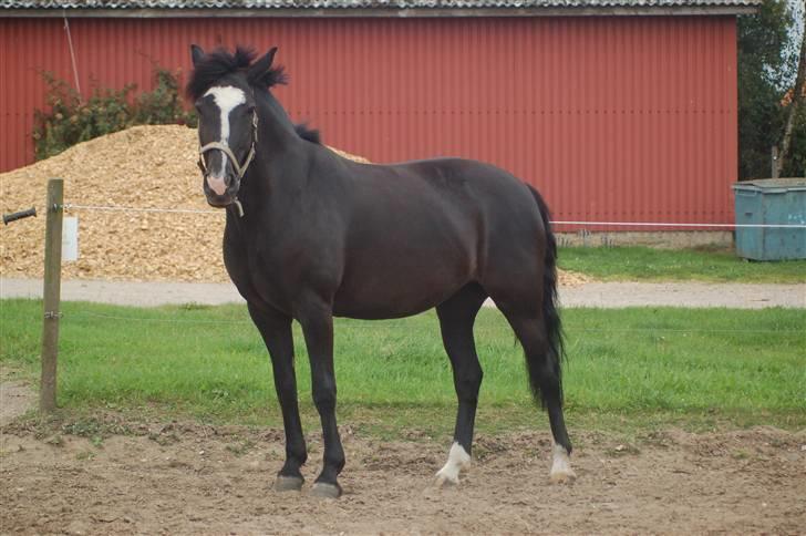 Anden særlig race Blackie - 6) fantastisk smukke pony! foto: Emma, juli 09 billede 6