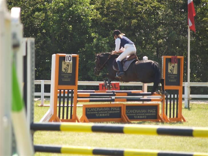 Anden særlig race Torpegårds Master SOLGT / billede 19