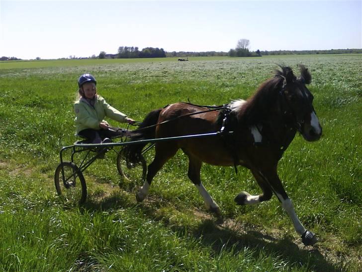 Anden særlig race Hunter *R.I.P* - hunter med sin nye kusk som køre ham i 2008 billede 9