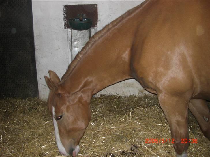 Frederiksborg Sylvester billede 8