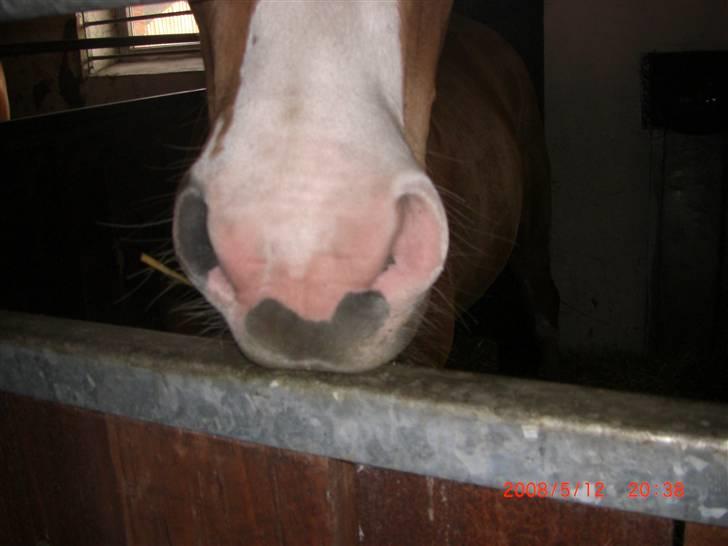 Frederiksborg Sylvester billede 9