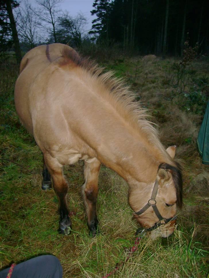 Anden særlig race Ingolf SOLGT - GRÆÆÆÆS XD kan man ikke få nok af. Foto : Mig billede 9