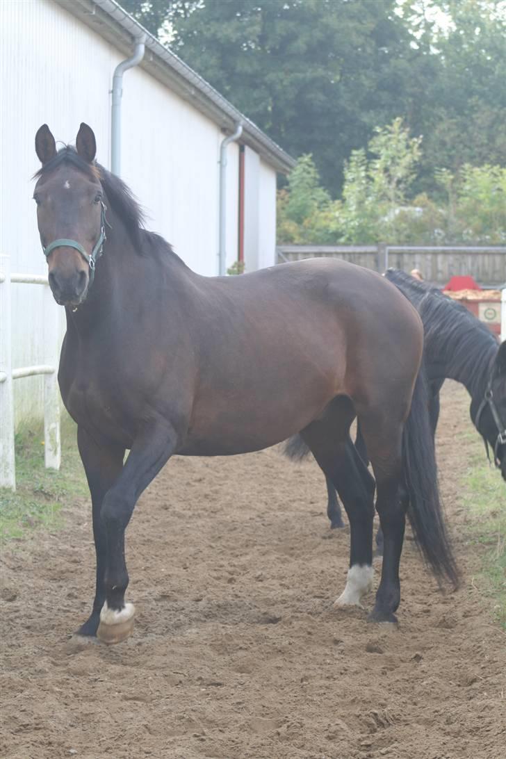 Dansk Varmblod Klanks Giovanni † RIP † - Geo på vej på fold...  billede 1