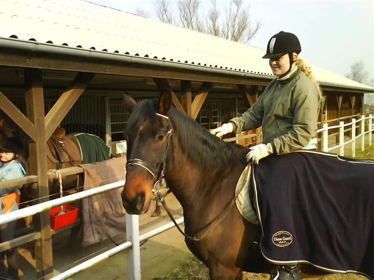 Dansk Varmblod Klanks Giovanni † RIP † - Opvarmning, eller pause hvis du spørger Geo :b billede 2