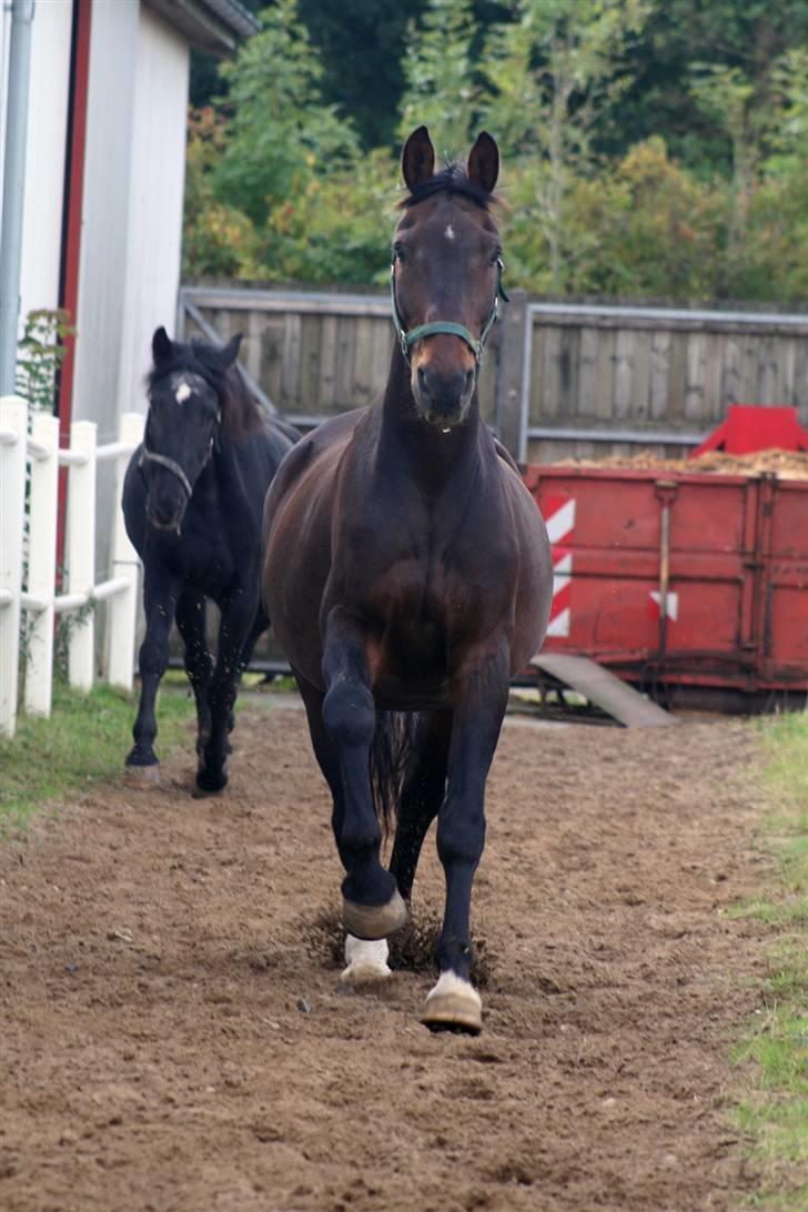 Dansk Varmblod Klanks Giovanni † RIP † - På vej på fold.... billede 3