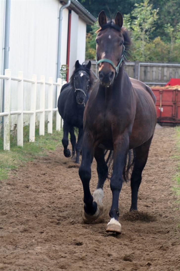 Dansk Varmblod Klanks Giovanni † RIP † - Igen på vej på fold..  billede 4