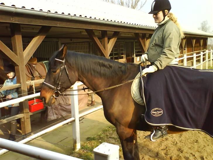 Dansk Varmblod Klanks Giovanni † RIP † - Opvarmning igen..  billede 5