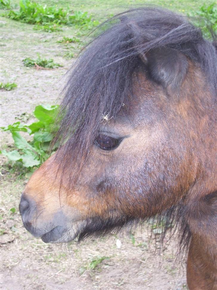 Hollandsk Miniature Saujanas Takdir  R.I.P billede 8