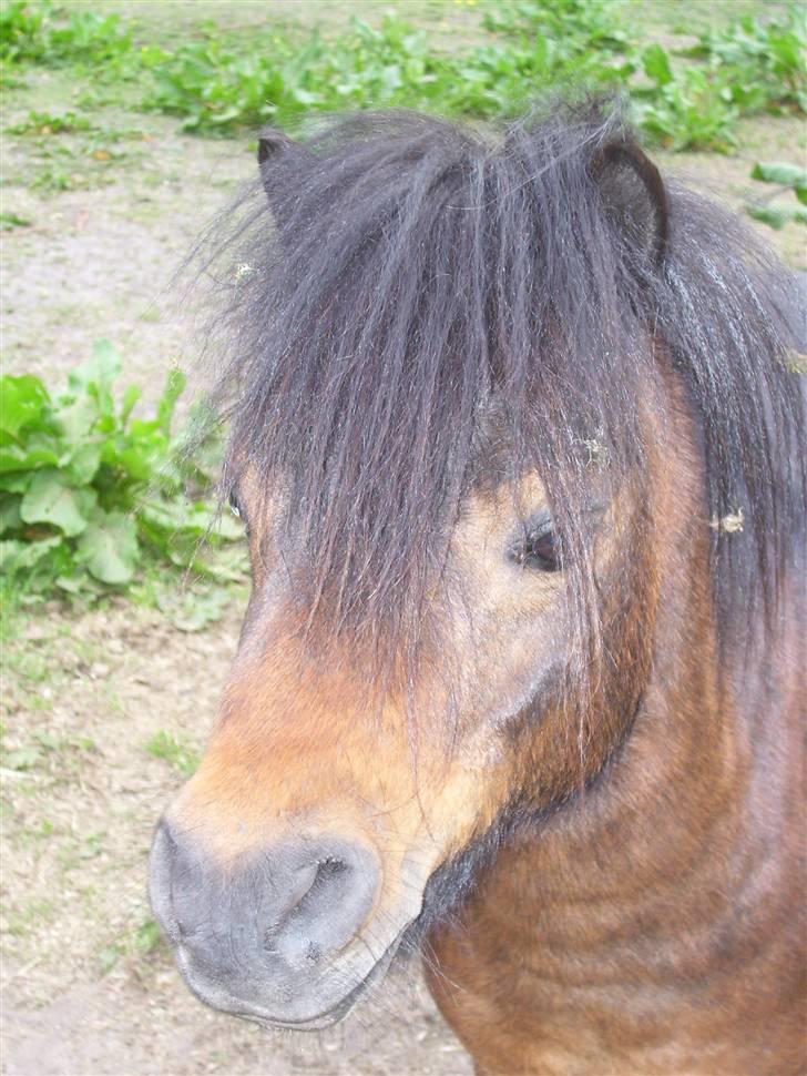 Hollandsk Miniature Saujanas Takdir  R.I.P billede 9