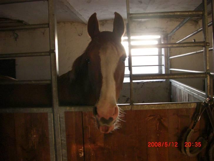 Frederiksborg Sylvester billede 12