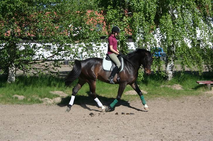 Trakehner Ultimo Skovmosegaard billede 5