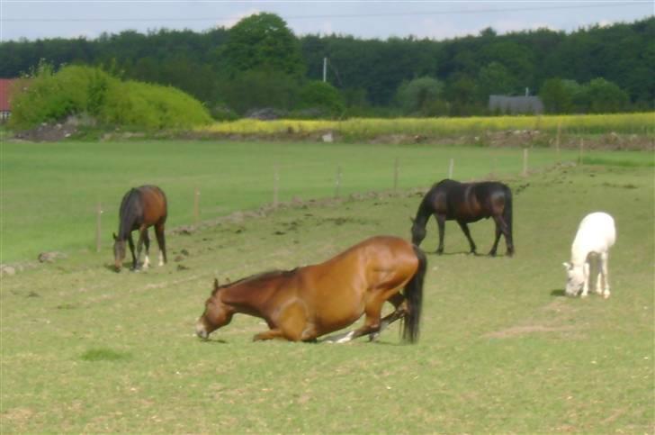 Anden særlig race Mirou *Solgt* billede 12