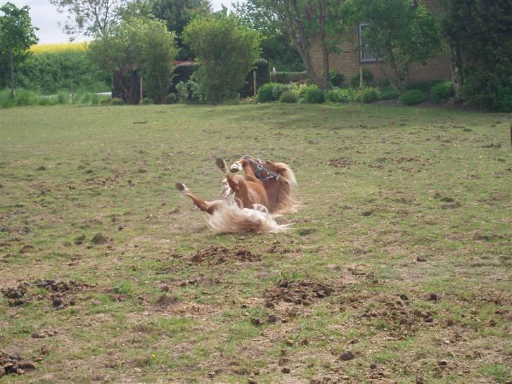 Shetlænder Nørreballes Mini *SOLGT* - dejligt med en rulle tur.. billede 11