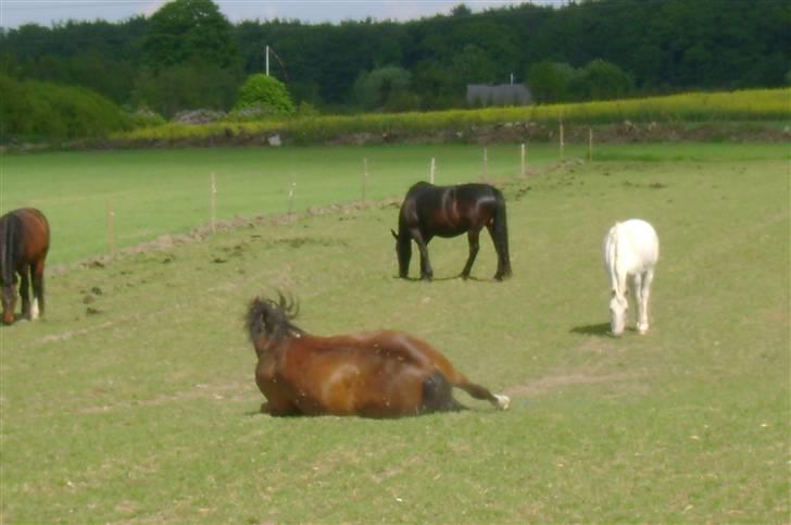 Anden særlig race Mirou *Solgt* billede 13