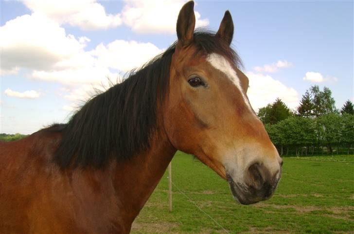 Anden særlig race Mirou *Solgt* billede 14