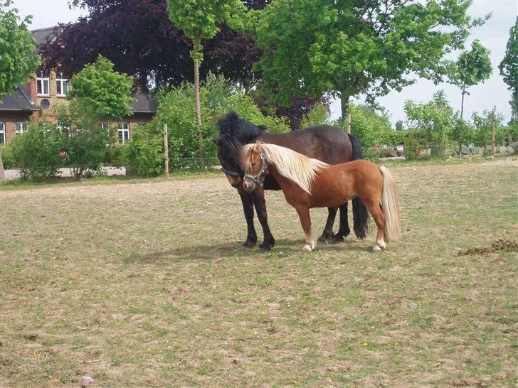 Shetlænder Nørreballes Mini *SOLGT* - nåhhhh han er bare så sød ham Rocky billede 12