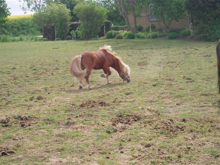 Shetlænder Nørreballes Mini *SOLGT* billede 13