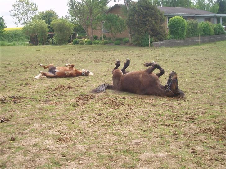 Shetlænder Nørreballes Mini *SOLGT* - vi hygger billede 14