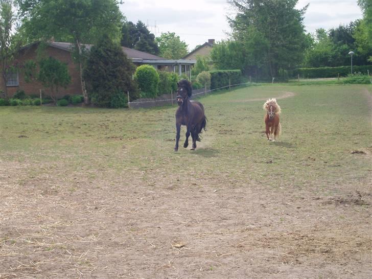Shetlænder Nørreballes Mini *SOLGT* - ful fart på...hehe billede 15