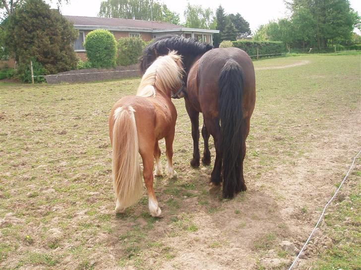 Shetlænder Nørreballes Mini *SOLGT* - det er bare så dejligt at nusse billede 16