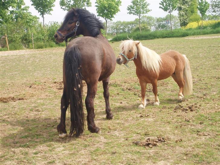 Shetlænder Nørreballes Mini *SOLGT* - kom nu skal vi ik lege... billede 17