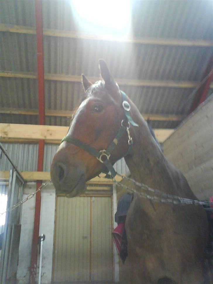 Anden særlig race Barry billede 1