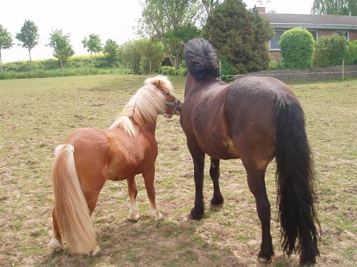 Shetlænder Nørreballes Mini *SOLGT* billede 18