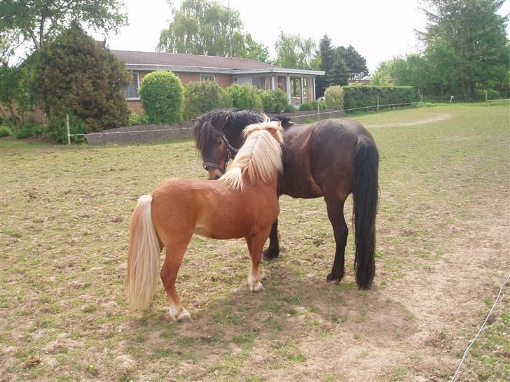 Shetlænder Nørreballes Mini *SOLGT* - hygge billede 19