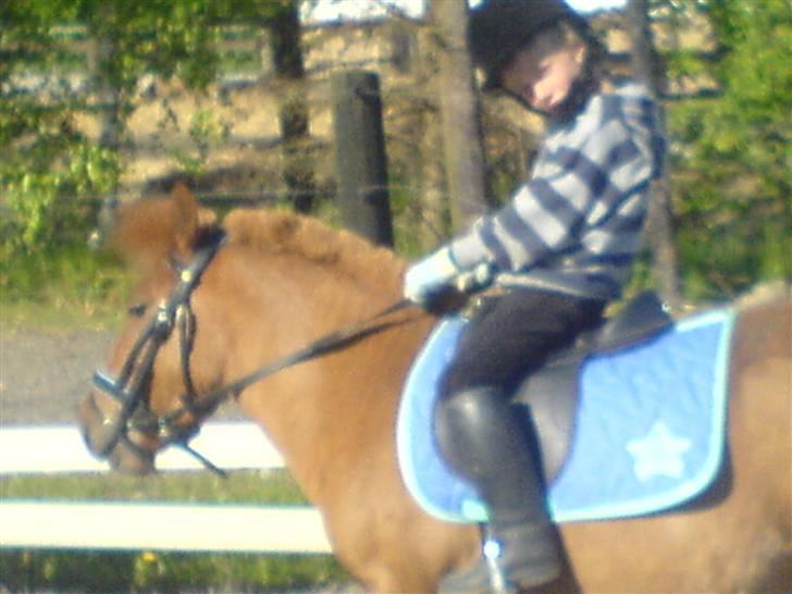 Shetlænder Hugo (ferrai) billede 14