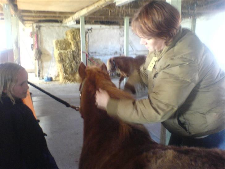 Shetlænder Hugo (ferrai) - Ja, så fik jeg stritman billede 15