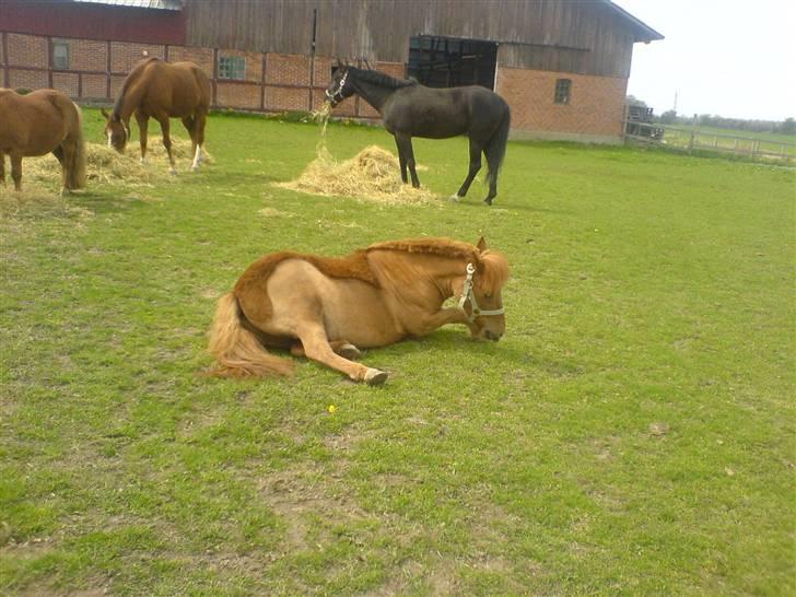 Shetlænder Hugo (ferrai) - UH hvor det klør når man er blevet klippet billede 16