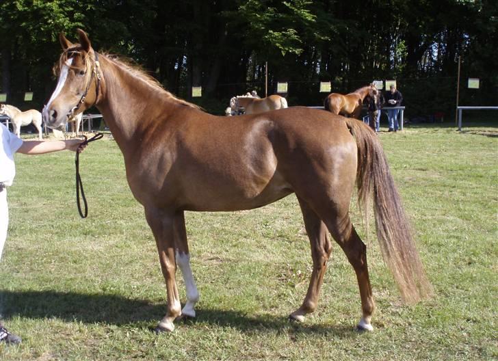 Arabisk fuldblod (OX) A/g's jet'aime ox - Jet´aime til Fjerritslev Dyrskue.17.05.08 billede 18