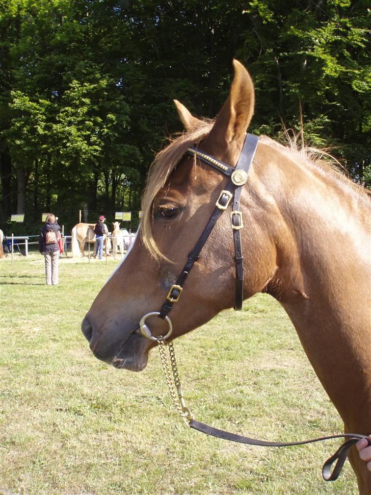 Arabisk fuldblod (OX) A/g's jet'aime ox - Jet´aime til Fjerritslev Dyrskue.17.05.08 billede 19