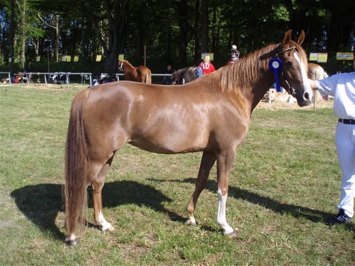 Arabisk fuldblod (OX) A/g's jet'aime ox - Jet´aime til Fjerritslev Dyrskue.17.05.08.Fik 23 point billede 20