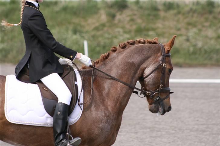 Hollandsk Sportspony Benton Harbour  - LB1 17/05-2008, 1. plads billede 20