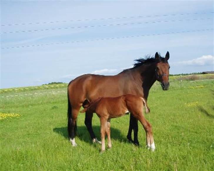 Dansk Varmblod Farmers Hannah billede 16