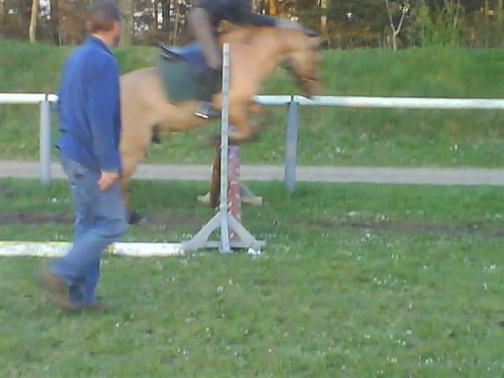 Anden særlig race Ingolf SOLGT - springundervisning. undskyld kvalliteten. Foto: Brit billede 10