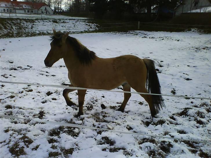 Anden særlig race Ingolf SOLGT - Wee sne XD  Foto: Dorthe billede 11
