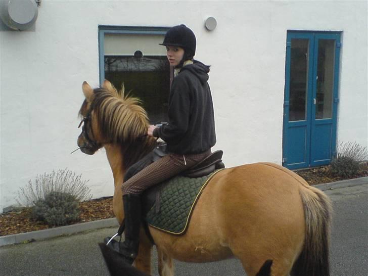 Anden særlig race Ingolf SOLGT - hverken mig eller Ingolf var klar til det billed XD Foto: Sara billede 12