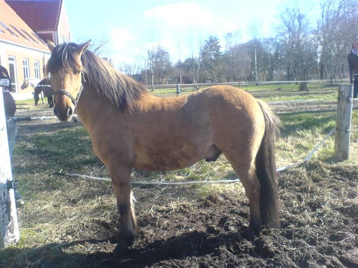 Anden særlig race Ingolf SOLGT - tyk, møgbeskidt og total charmerende Ingolf, på en dårlig dag XD Foto: Mig billede 13