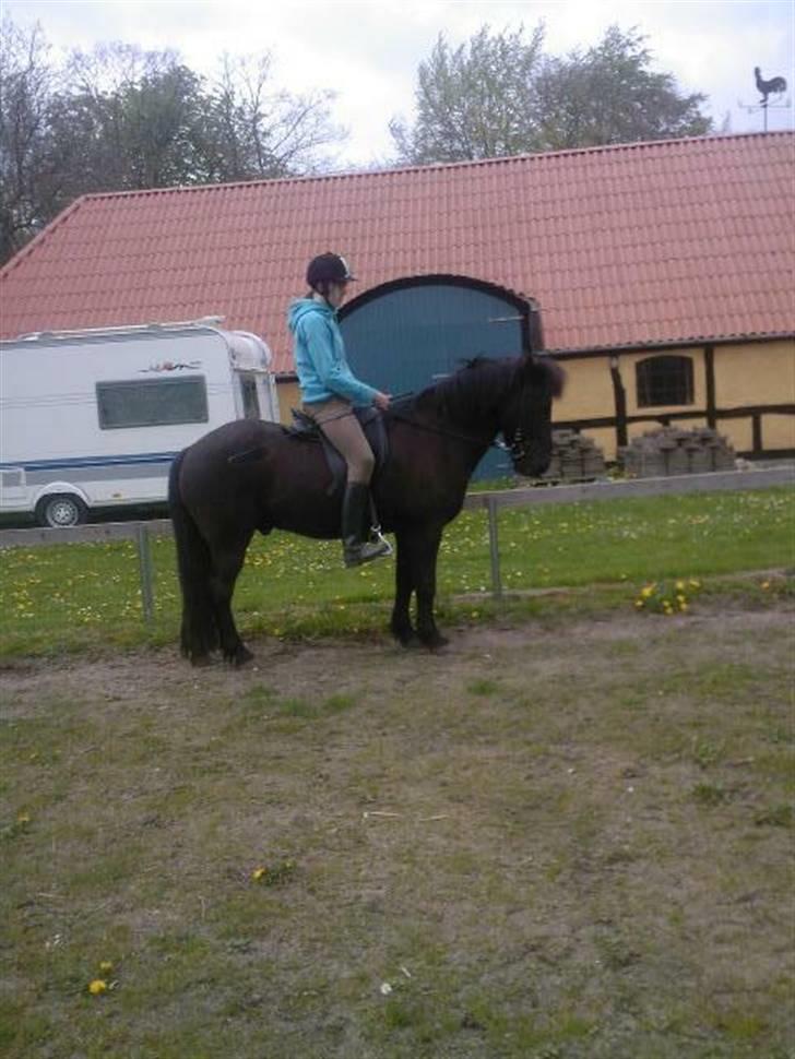 Islænder Arild billede 13