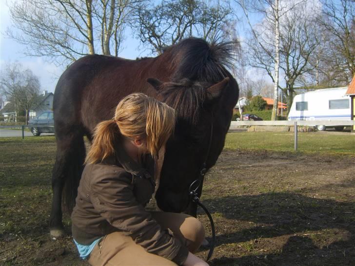 Islænder Arild billede 14