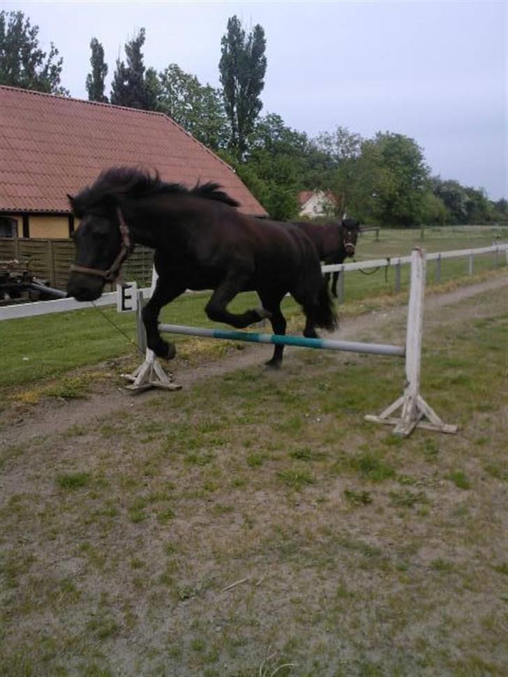 Islænder Arild billede 15