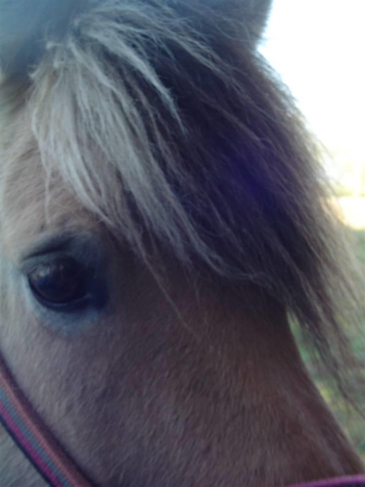 Fjordhest Annabel Kongehøj billede 13