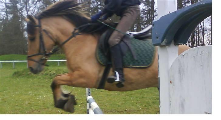 Anden særlig race Ingolf SOLGT - han ser godt ud der. | Foto: Sara billede 15